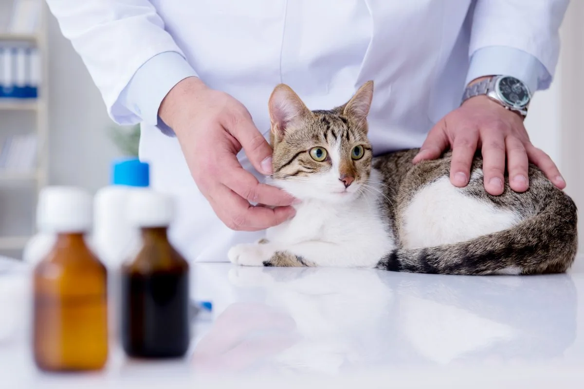 Infections Urinaires chez les Chats Symptômes et Traitements Chats